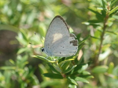 Candalides xanthospilos