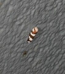 Prepocosma schalidota