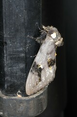 Psalidostetha banksiae