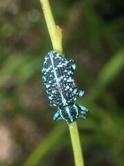 Chrysolopus spectabilis