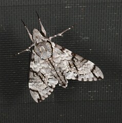 Psilogramma papuensis