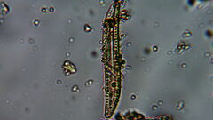 Bacillariophycidae
