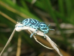 Chrysolopus spectabilis