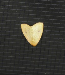 Rivula everta
