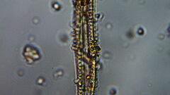 Bacillariophycidae