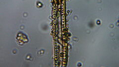 Bacillariophycidae
