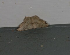 Semiothisa drepanata