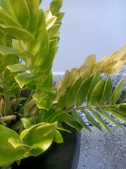 Zamioculcas