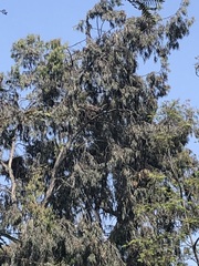 Parabuteo unicinctus