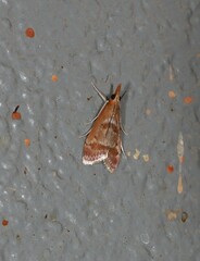 Syntonarcha iriastis