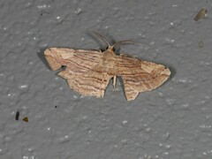 Syneora lithina