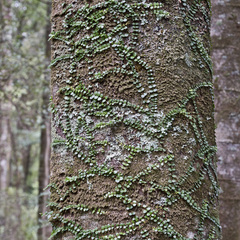 Metrosideros perforata