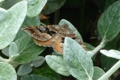 Hydriomena deltoidata