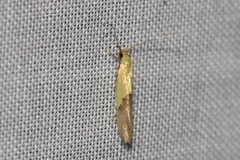 Opogona protodoxa