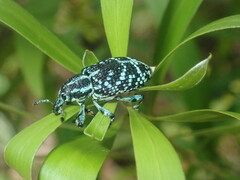 Chrysolopus spectabilis