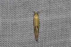 Opogona protodoxa