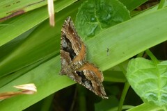 Hydriomena deltoidata