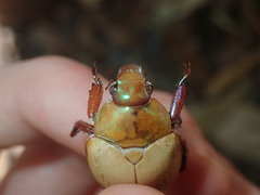 Anoplognathus olivieri