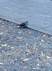 Streptopelia orientalis orientalis