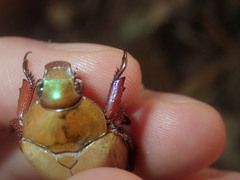 Anoplognathus olivieri