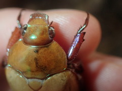 Anoplognathus olivieri