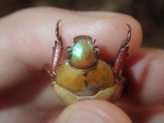 Anoplognathus olivieri