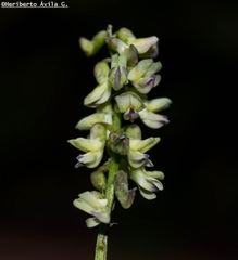 Astragalus sinaloae