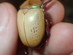 Anoplognathus olivieri