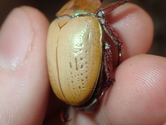 Anoplognathus olivieri