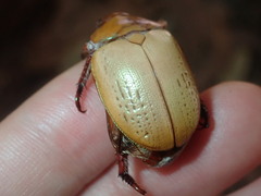 Anoplognathus olivieri