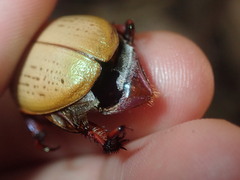 Anoplognathus olivieri