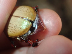 Anoplognathus olivieri