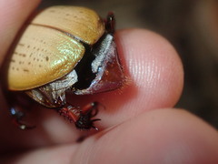 Anoplognathus olivieri