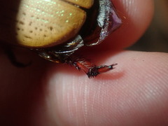 Anoplognathus olivieri