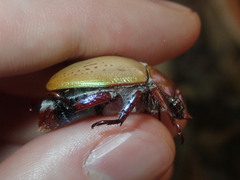 Anoplognathus olivieri