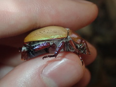 Anoplognathus olivieri