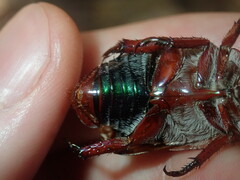 Anoplognathus olivieri