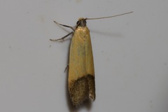 Tachystola stenoptera