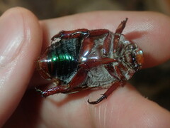 Anoplognathus olivieri