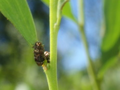 Diphucrania