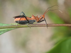 Gminatus