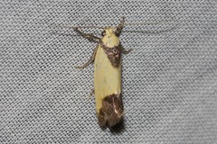 Crepidosceles timalphes