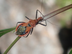 Gminatus