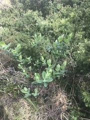 Pimelea ligustrina ciliata