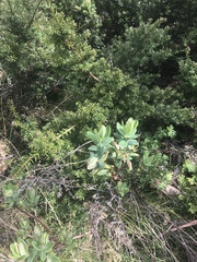 Pimelea ligustrina ciliata