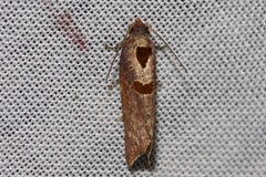 Glyphidoptera insignana