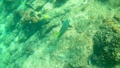 Stegastes rectifraenum