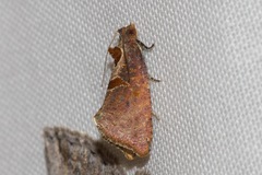 Glyphidoptera insignana