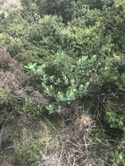 Pimelea ligustrina ciliata
