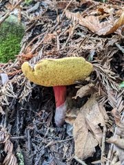 Xerocomellus atropurpureus